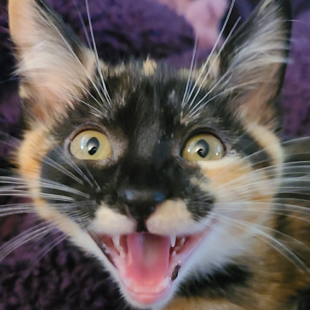 Meet your Posher, Erinn